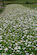 Campo di grano saraceno presso Teglio